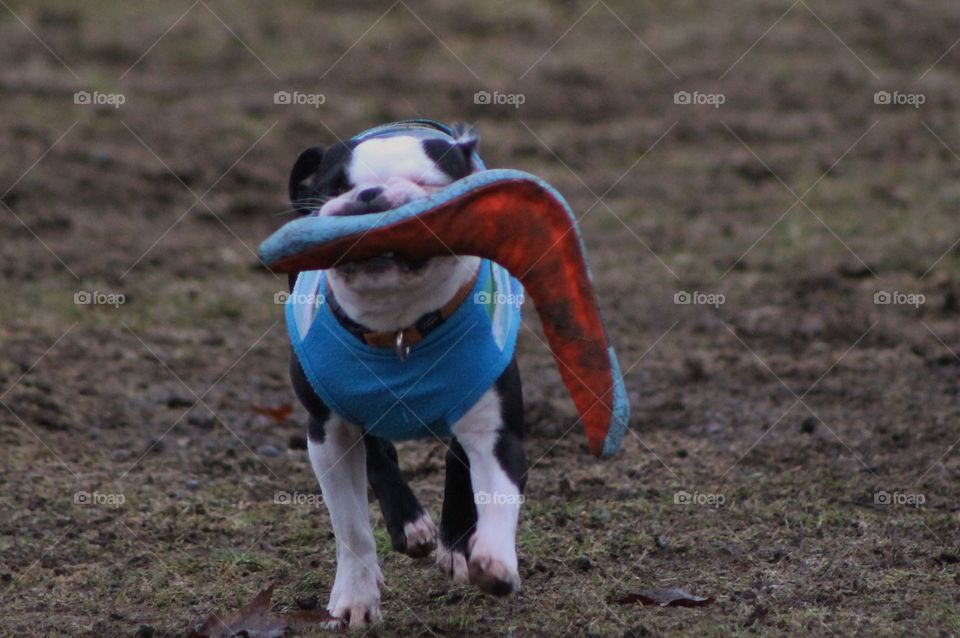 Fun at the dog park on a drizzly winter day. Pretty muddy, some grass, but the pups are always more interested in the mud. Mostly big dogs today which was a little intimidating as my Boston Terriers were a little snarky but they all had fun!!!🐶