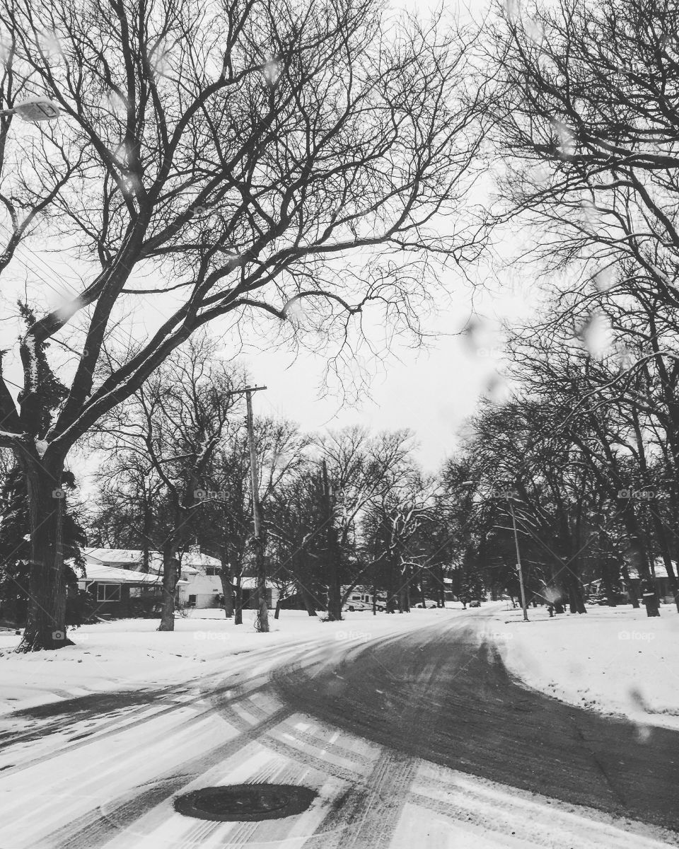 Tree, Winter, Snow, Road, Weather