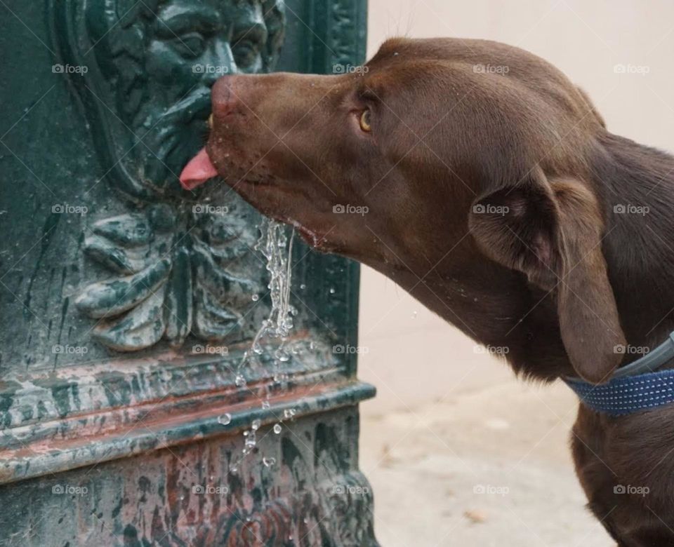 Labrador#dog#fountain#thirsty