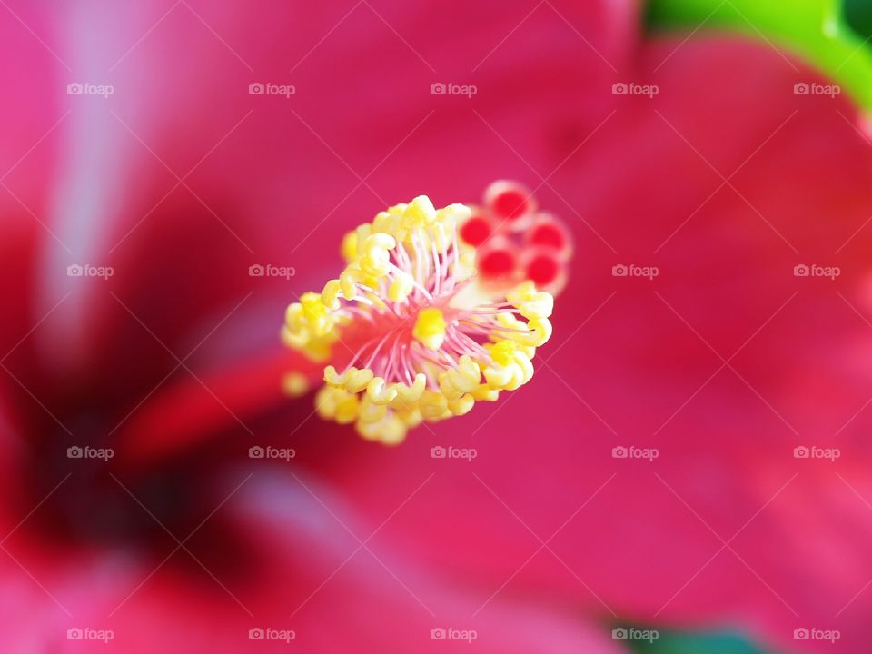 Beautiful pollen of Hibiscus flowers