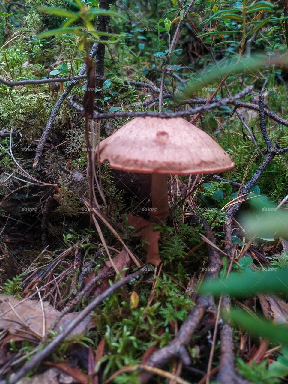 Mushroom