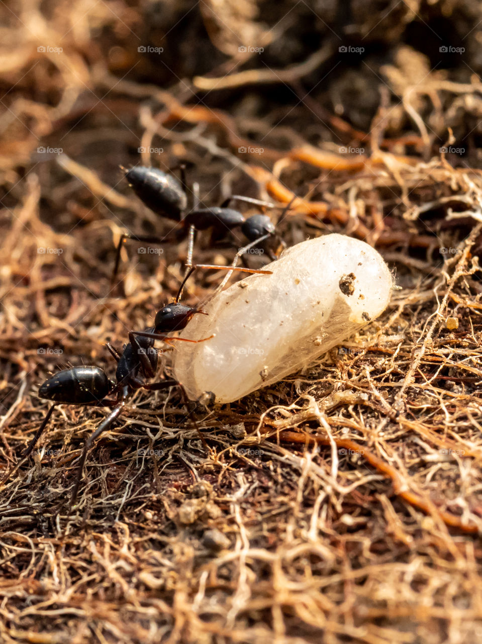 Black ant with egg