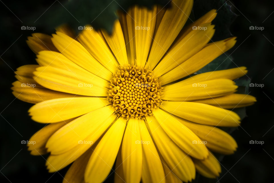 Yellow flower