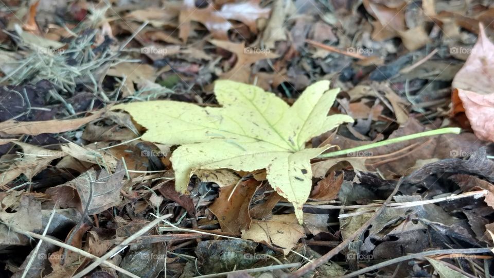 Leaf, Nature, Fall, Ground, Environment