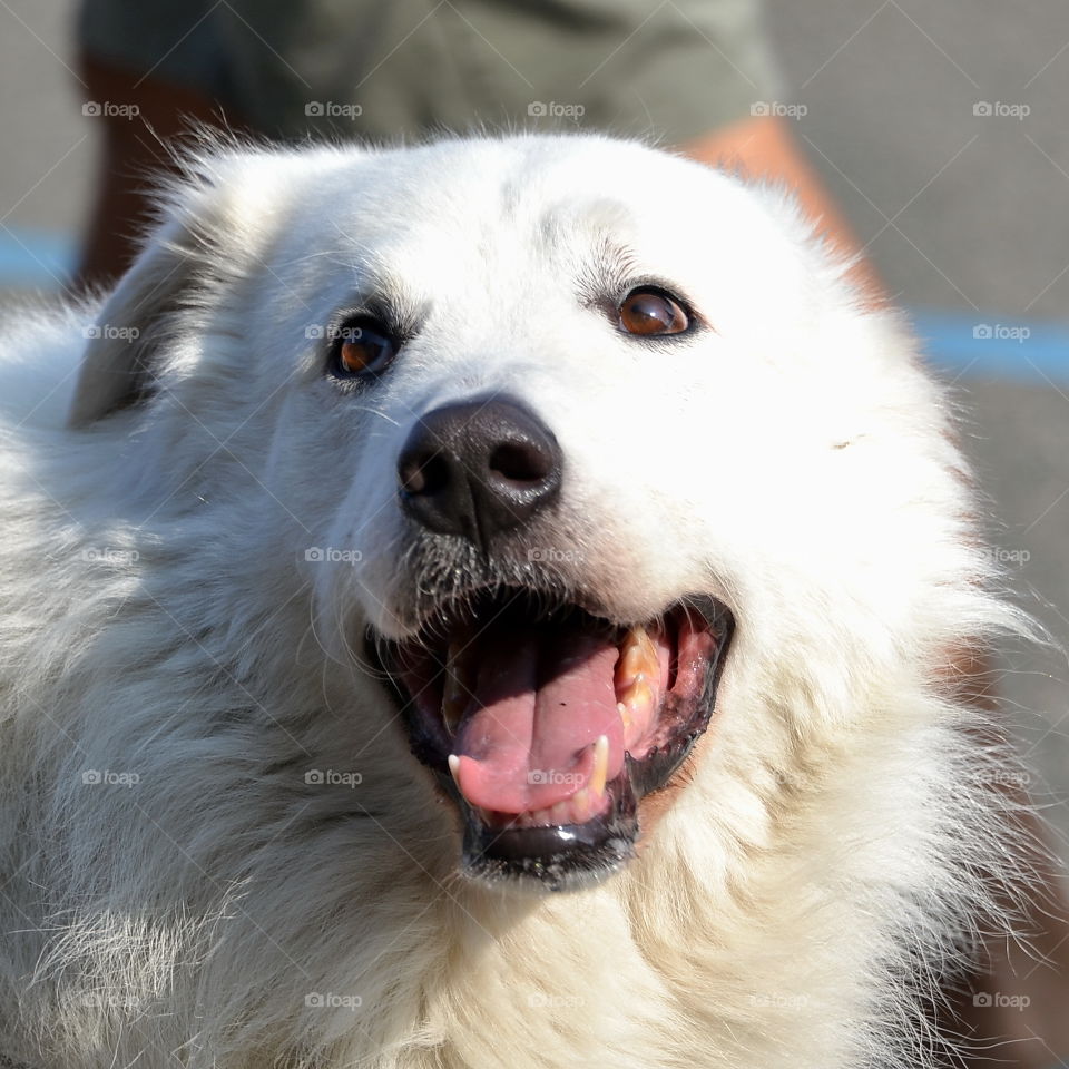 Portrait of a dog