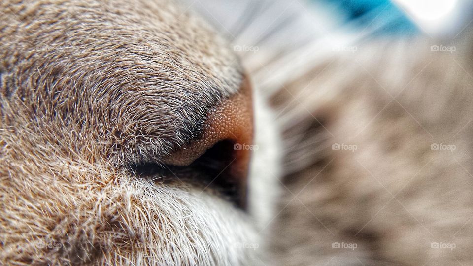 Extreme close-up of cat