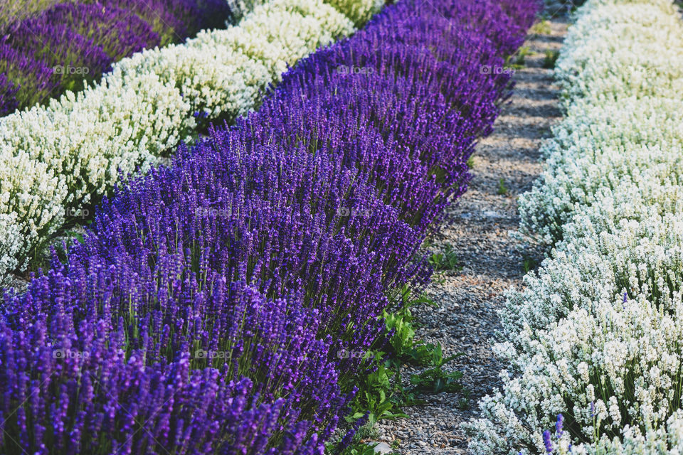 White and deep purple lavender 