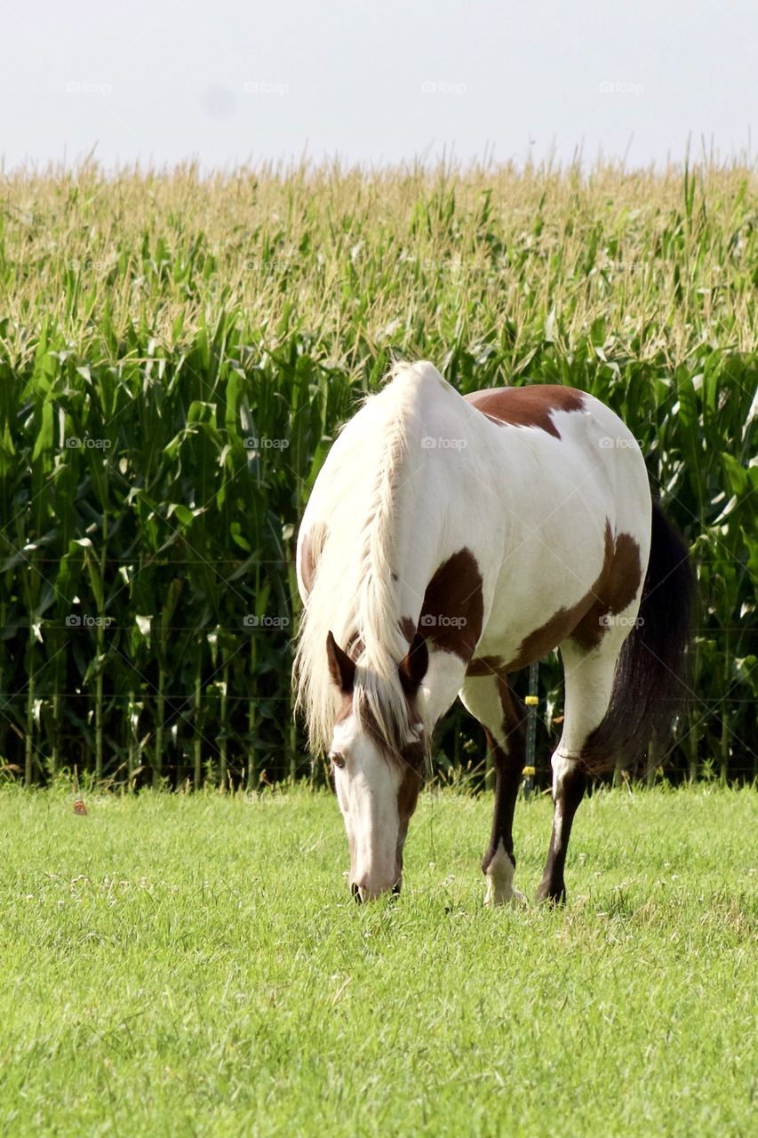A beautiful Paint horse grazing in a sunny pasture in mid-summer, a lush cornfield in the background 