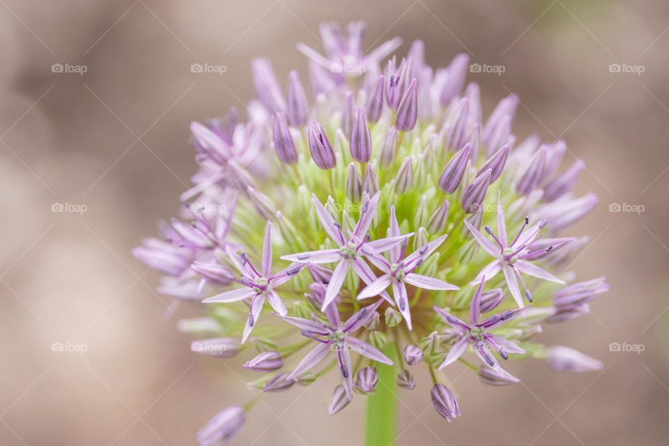 Decorative bow flower 