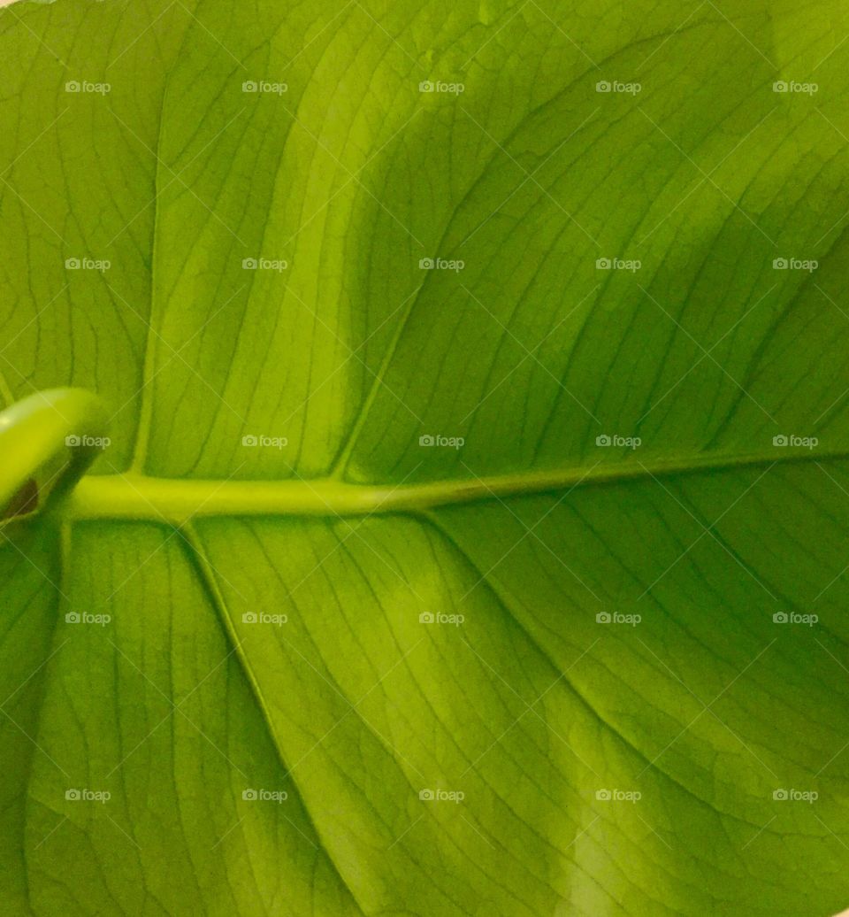 Background of green leaf