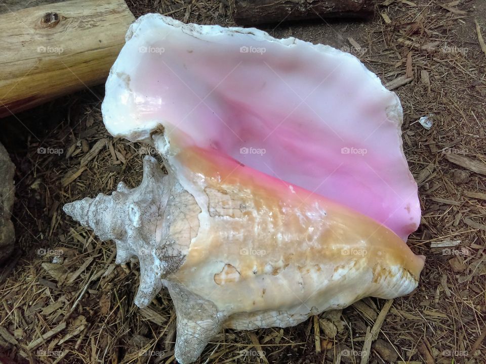 Pink Seashell
