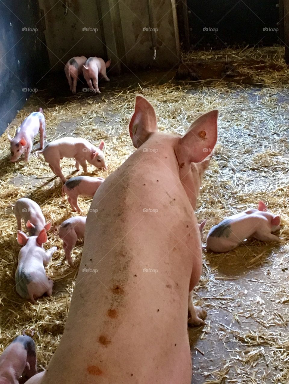 Mummy pig watching her piglets