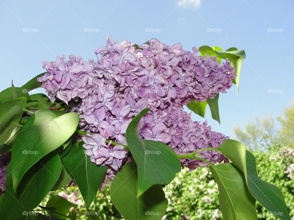 Lilac branch against the blue sky