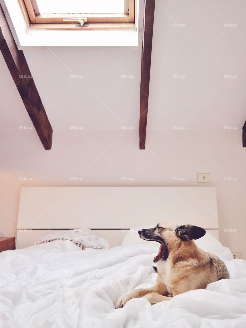 Dog sitting on bed 