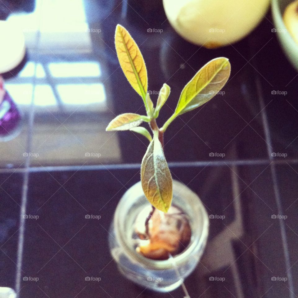 Avocado growing from seed