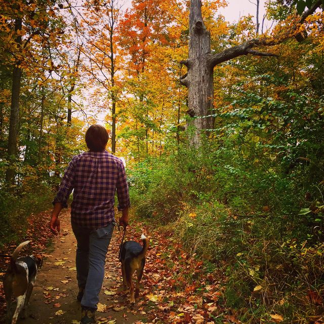 Woods in the fall 