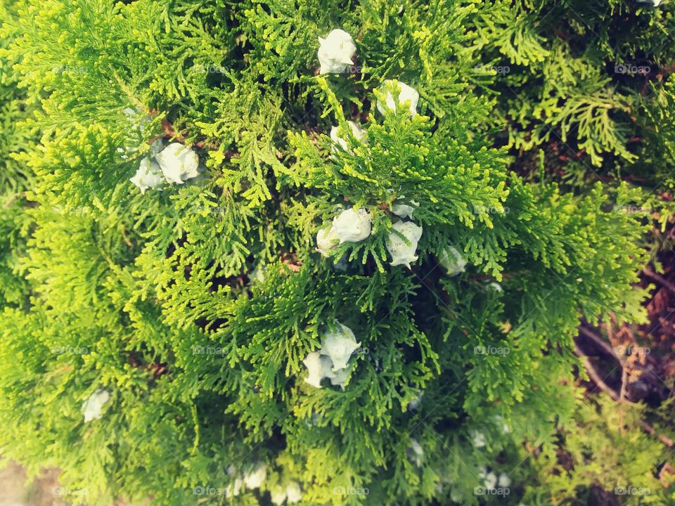 Conifer Thuja