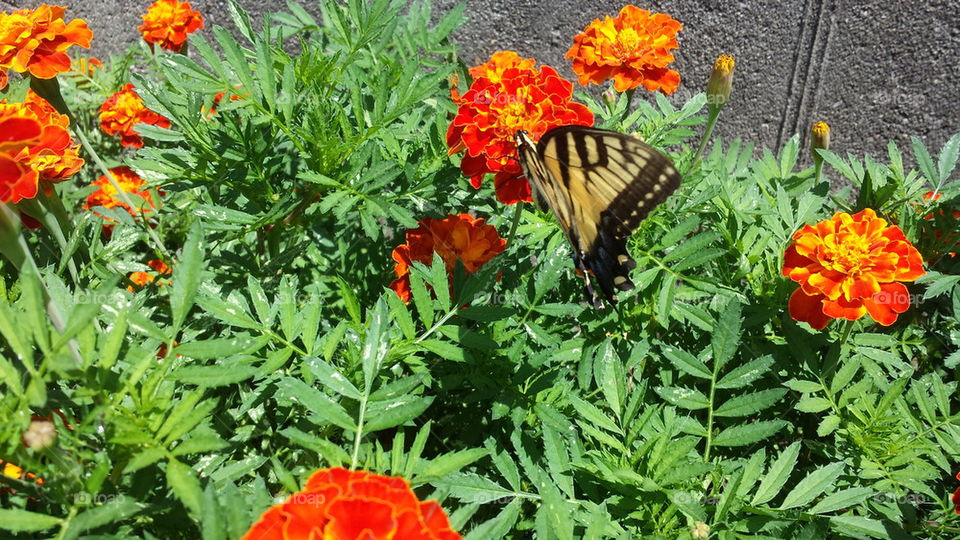 swallowtail on flower