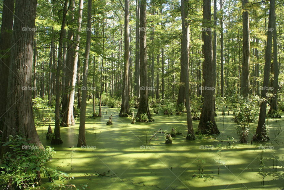 big cypress trees