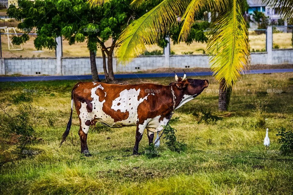 Cows & Birds in Antigua 