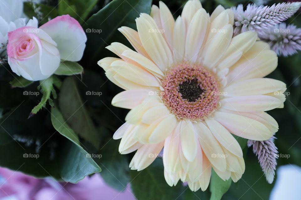 Pastel flower in bouquet