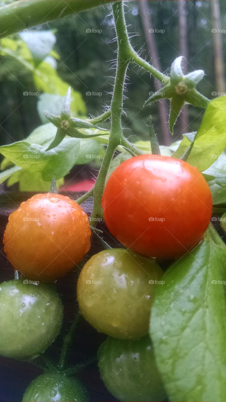 50 shades of tomato