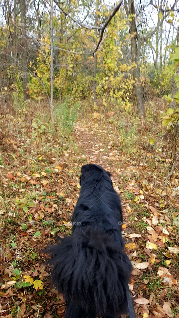 Dog walking in Autumn newfoundlander puppy