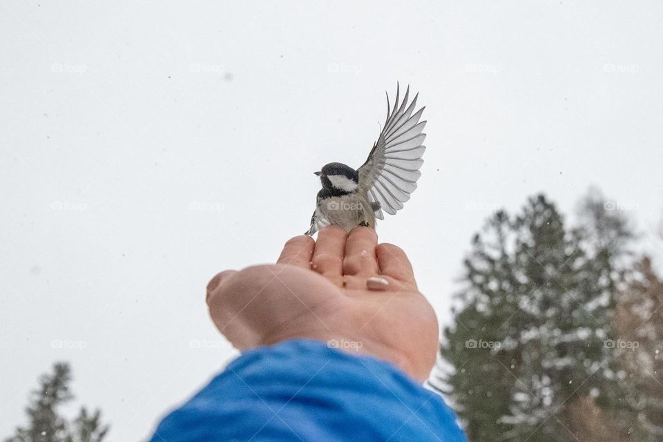 Bird landing on hand