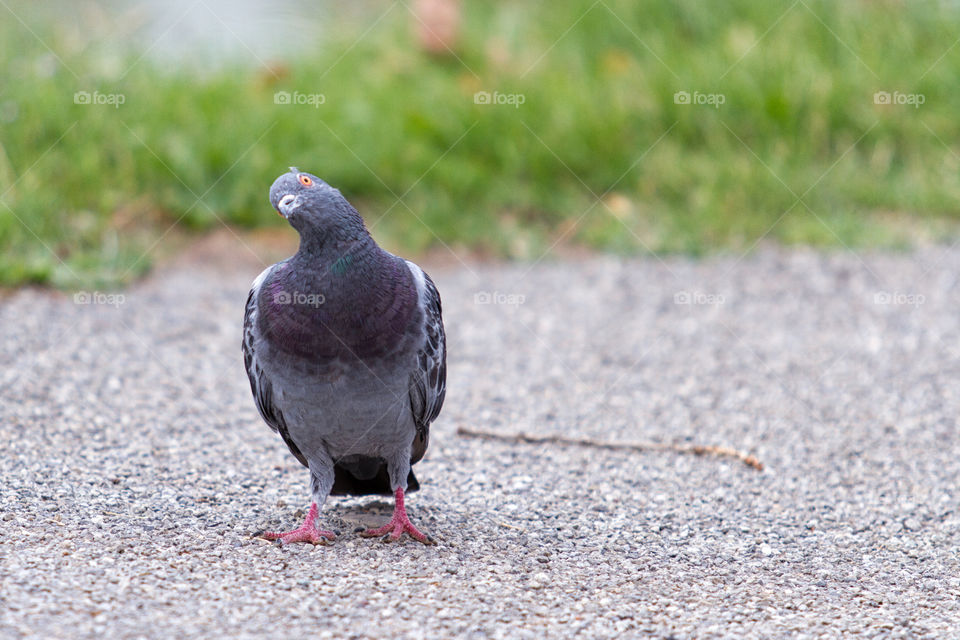 Pigeon 