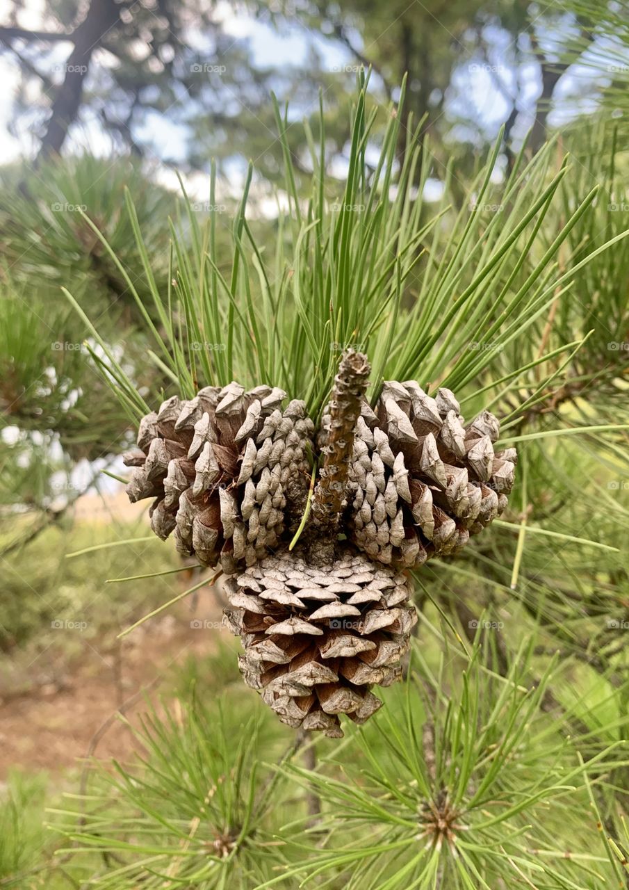 Pine cones amid green pine needles