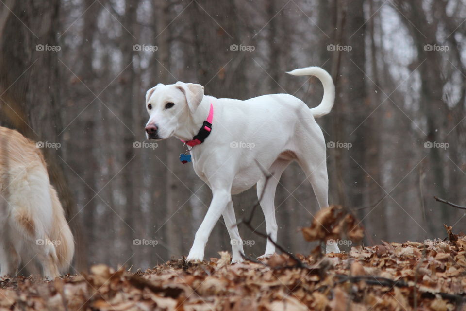 our adopted dog Elle,  hiking in the woods on a frigid morning in winter