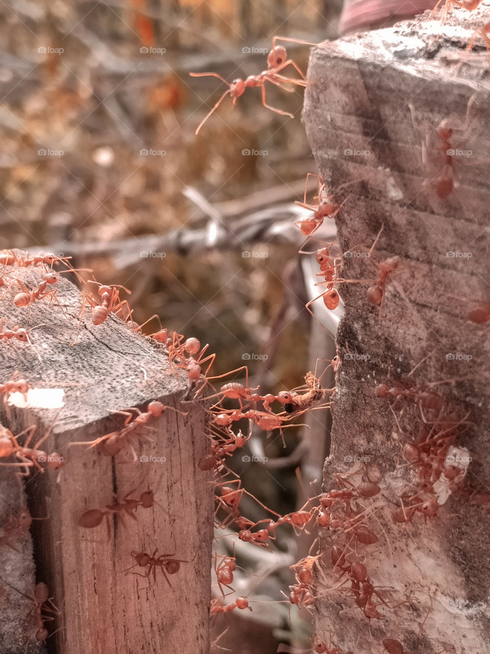 The empire of ants. One of the small creatures who teaches hardwork and also shows hardwork pays off. Nobody can stop you if you are a hardworker.