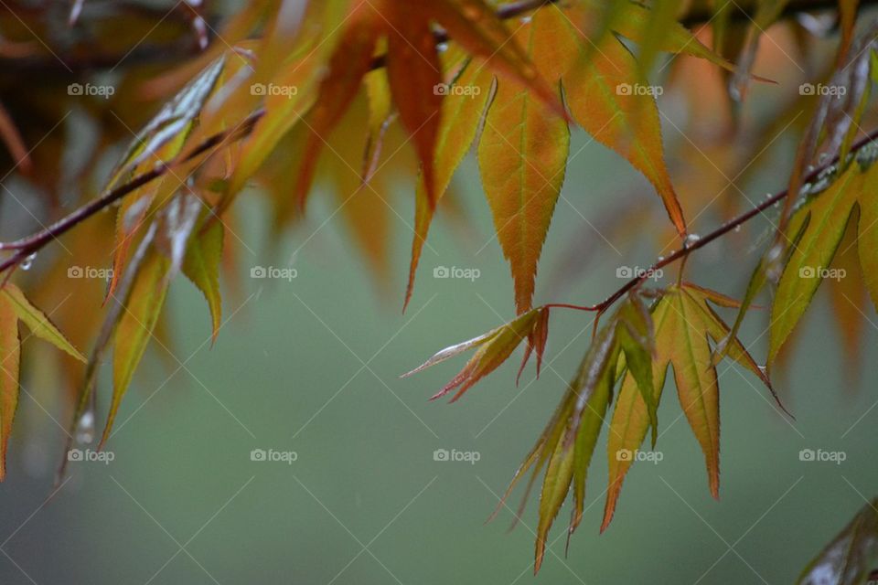 leaves on a rainy day