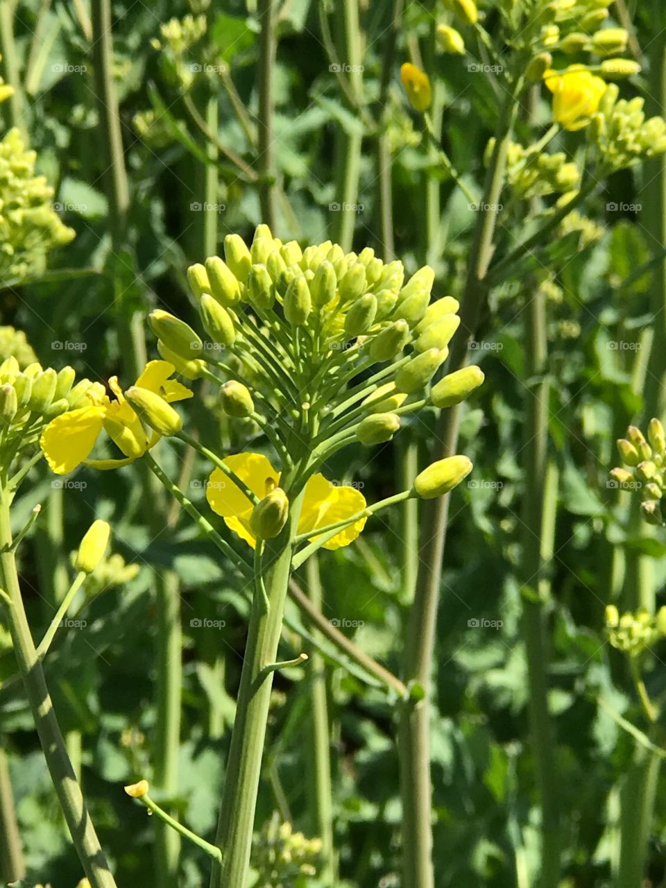 Nature, Flora, No Person, Field, Flower