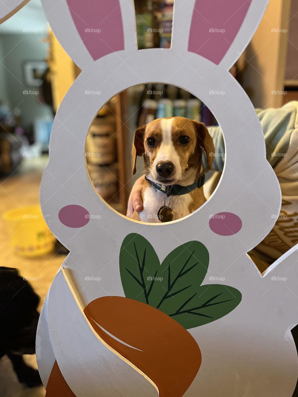 Puppy Easter bunny