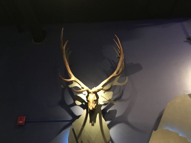 Skeleton of a deer.