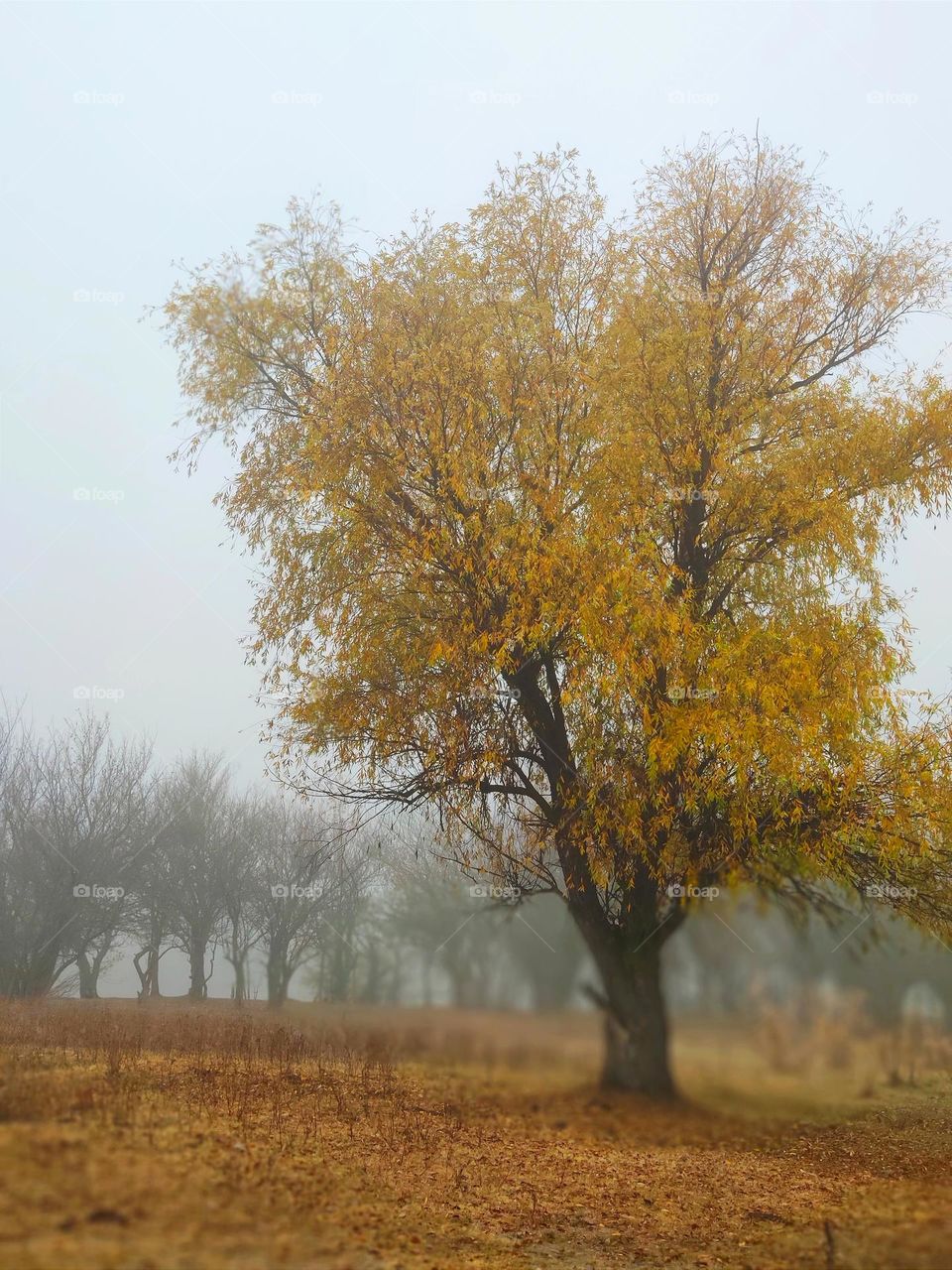 A tree in the fog