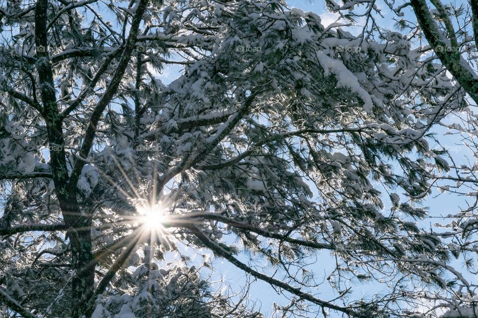 Sun burst through snowy trees