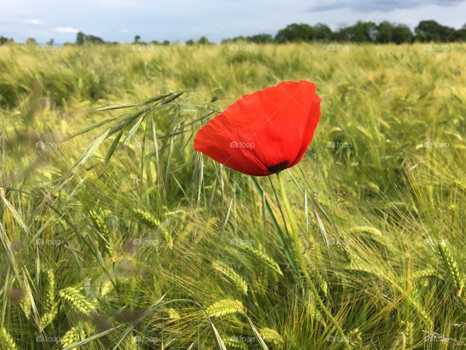 Lonesome poppy in a wheat field 