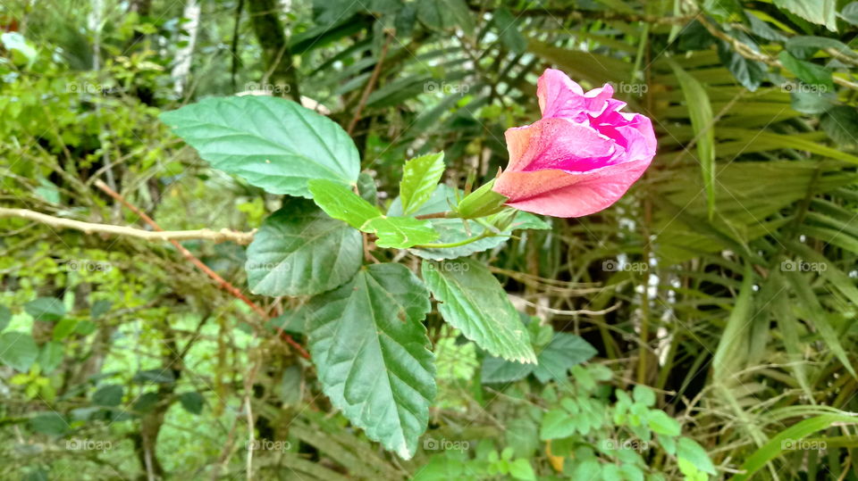NATURE NATURAL NATUR GARDEN FLOWER HIBISCUS ROSA SINENSIS