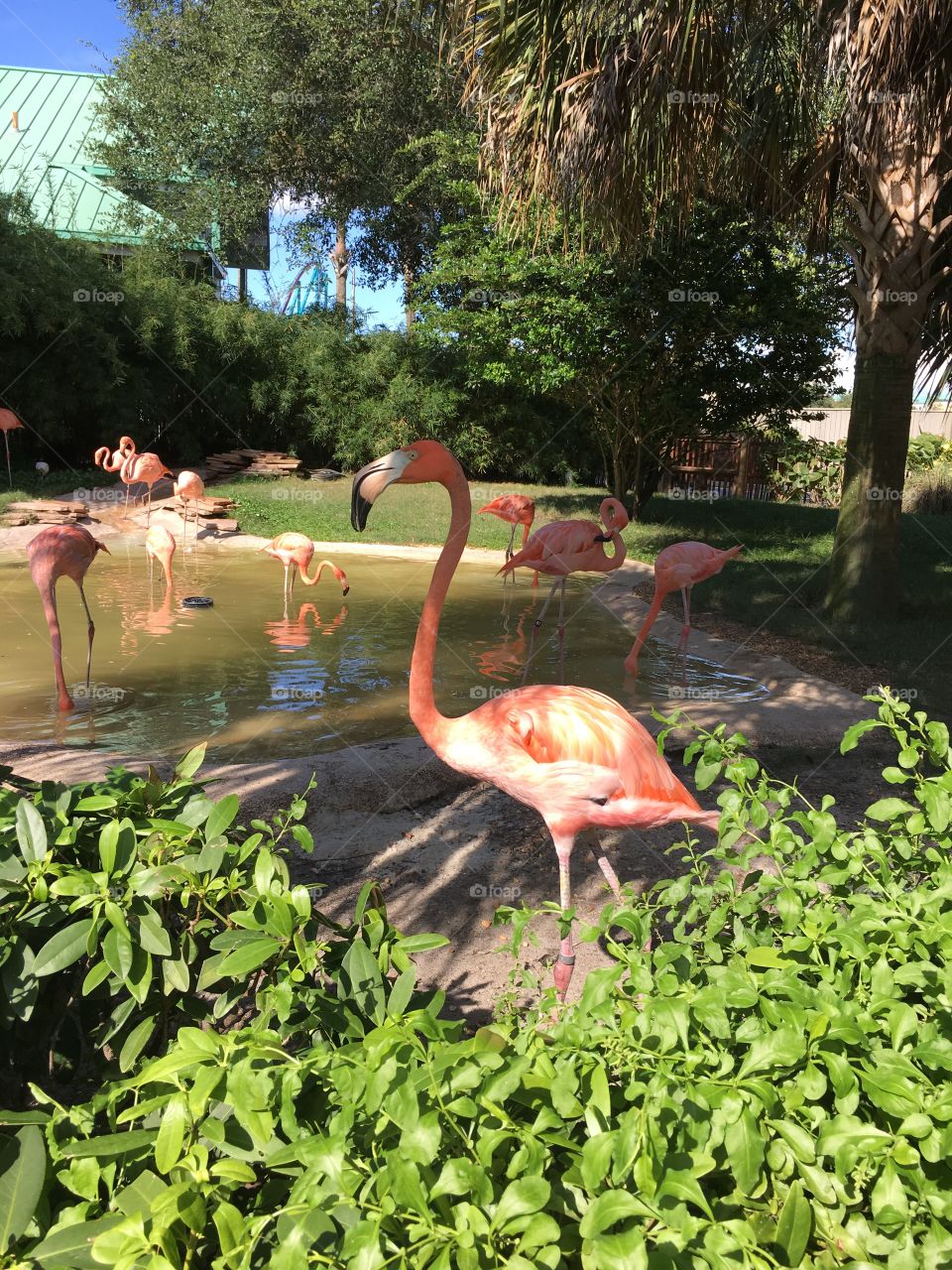 Flamingo. 
