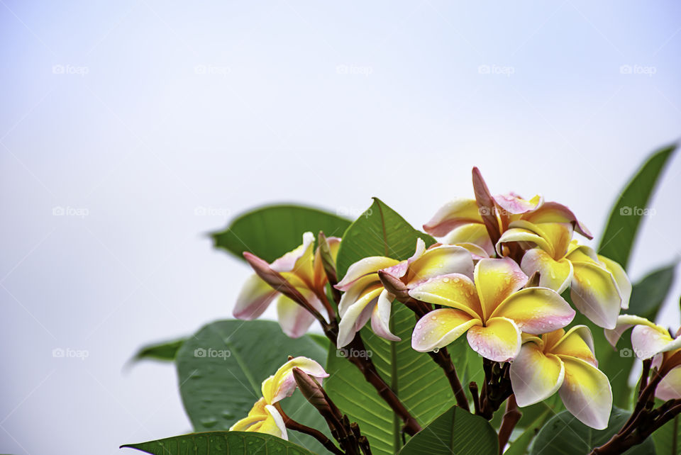 Water drops on Yellow flowers or Plumeria obtusa in garden and sky.