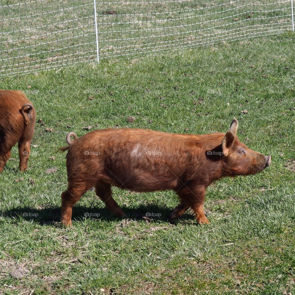 A large brown pig forages on a green pasture in rural Central Oregon on a sunny spring morning. 