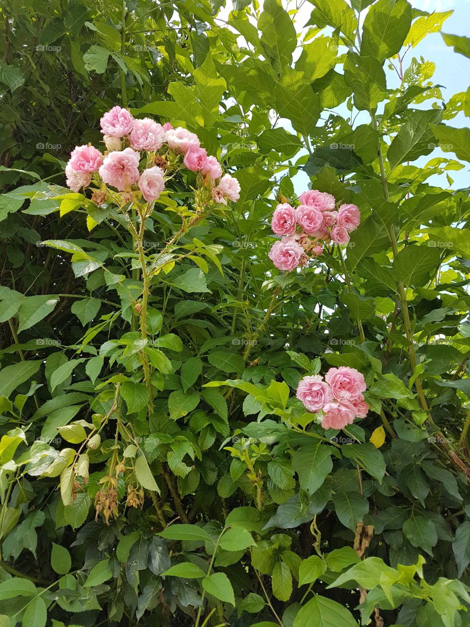 Mini roses