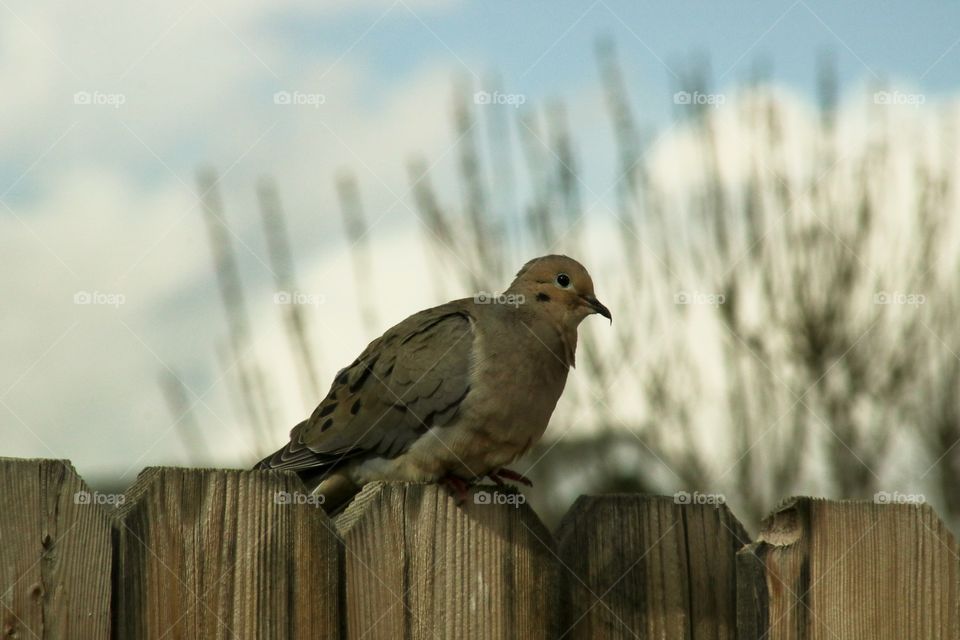 Dove sitting on the fence