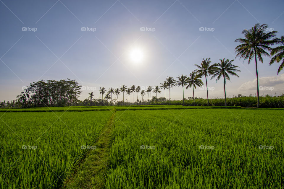 in the morning time views of green rice fields and coconut trees