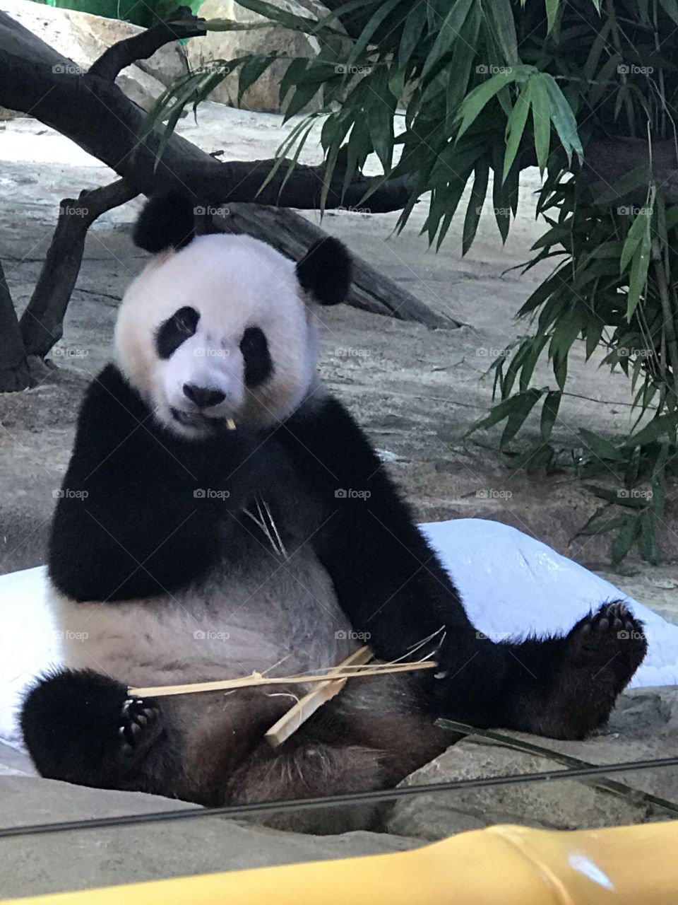 Panda at the Chimelong zoo in China