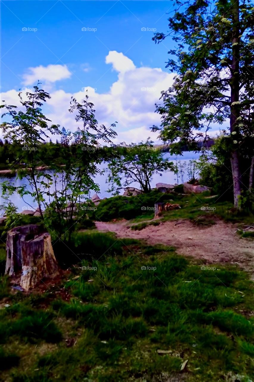 This is the „Oderteich“ in „Harz National Park”, a reservoir diverting the river “Oder” built in the 1700s near “St Andreasberg” in “Harz”, “Saxony-Anhalt” in former “East Germany”. It is surrounded by peatland. 2024. Hypnotic Productions