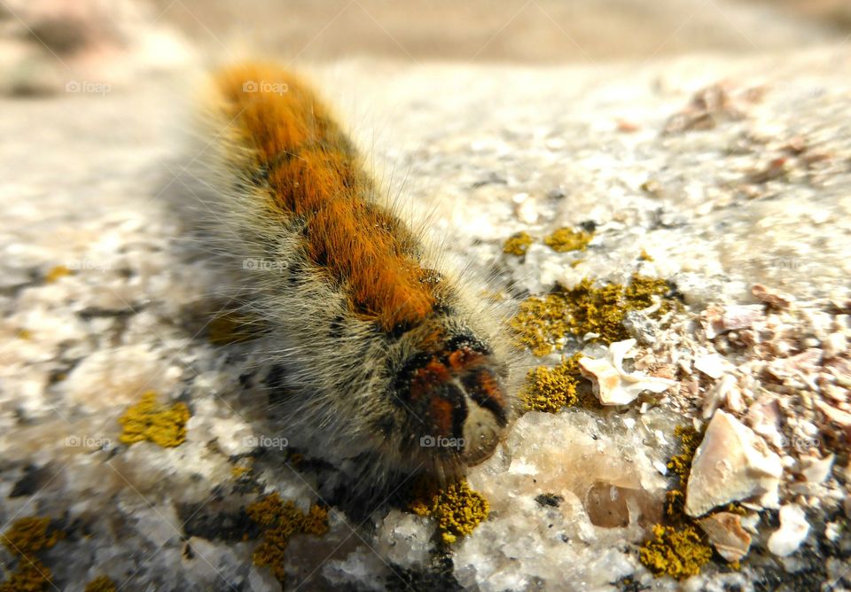 Larva  close up shot