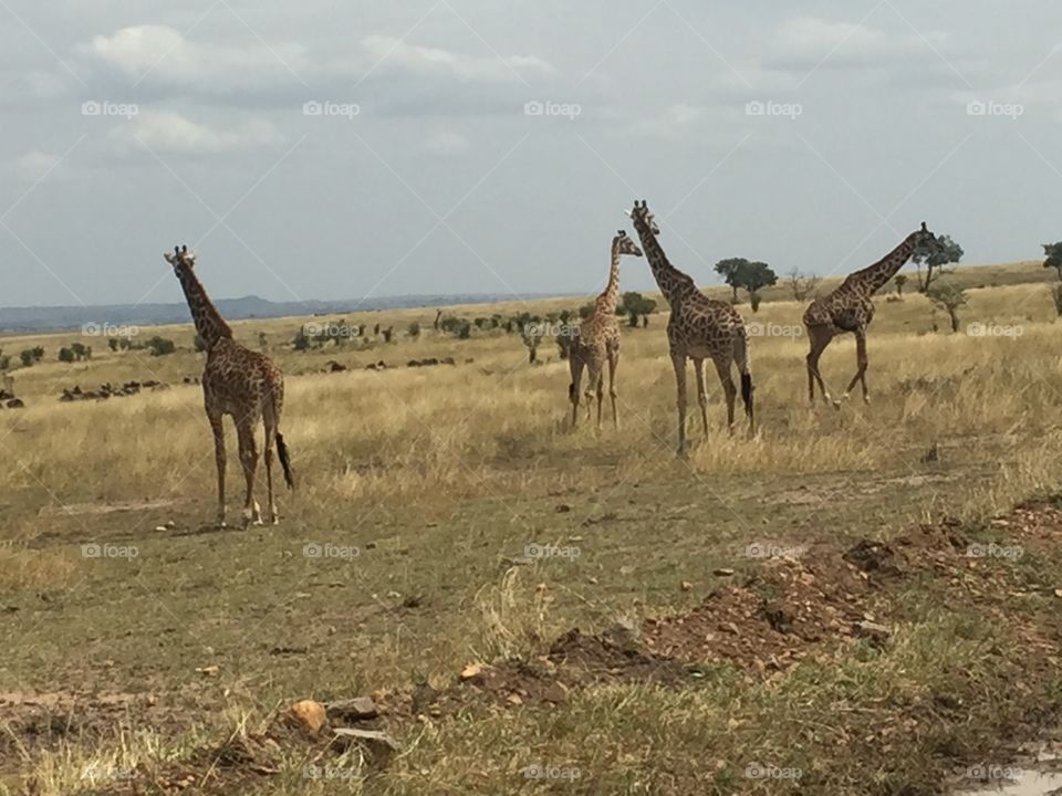 Giraffe girafe Kenya 